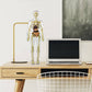 3D Cuerpo Humano Torso Modelo para Niños Anatomía Modelo Esqueleto