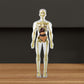 3D Cuerpo Humano Torso Modelo para Niños Anatomía Modelo Esqueleto