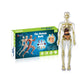 3D Cuerpo Humano Torso Modelo para Niños Anatomía Modelo Esqueleto